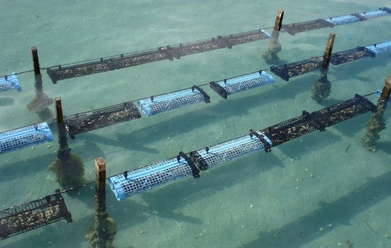 Strict Limits on Texas Oyster Harvest as Season Opens, TPWD Targets Sustainable Fishing Amid Population Concerns