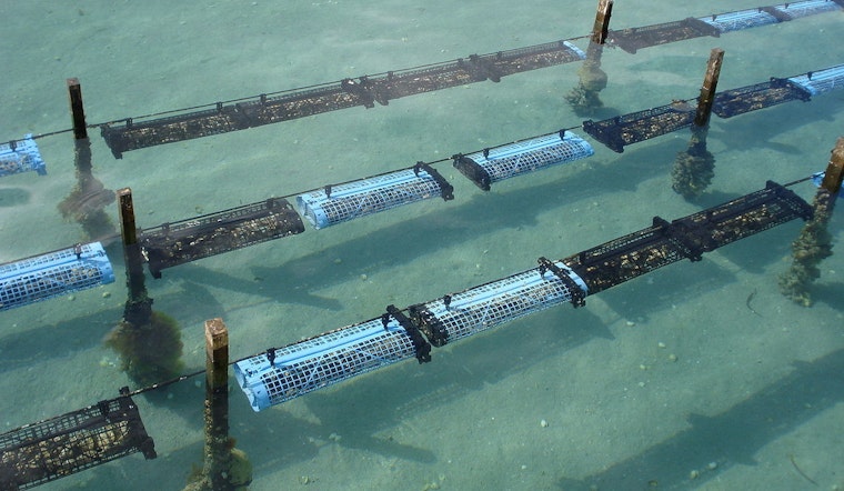 Strict Limits on Texas Oyster Harvest as Season Opens, TPWD Targets Sustainable Fishing Amid Population Concerns