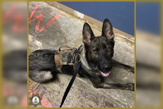 Suspect Accused of Assaulting Police K9 and Resisting Arrest in Sacramento Disturbance