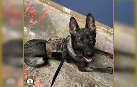 Suspect Accused of Assaulting Police K9 and Resisting Arrest in Sacramento Disturbance