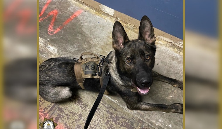 Suspect Accused of Assaulting Police K9 and Resisting Arrest in Sacramento Disturbance