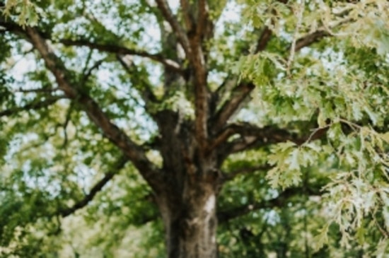 Tennessee Calls for Volunteer Help in White Oak Acorn Collection for Ecosystem and Economy