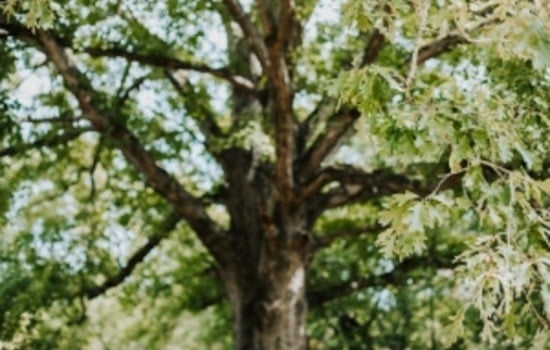 Tennessee Calls for Volunteer Help in White Oak Acorn Collection for Ecosystem and Economy
