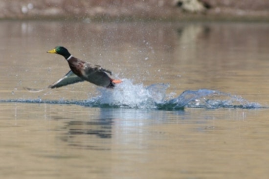 Tennessee Wildlife Resources Agency Announces Opening of Application Period for 2024 Mid-Season Waterfowl Quota Hunt