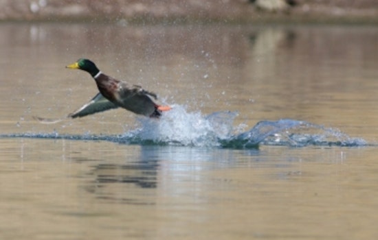 Tennessee Wildlife Resources Agency Announces Opening of Application Period for 2024 Mid-Season Waterfowl Quota Hunt