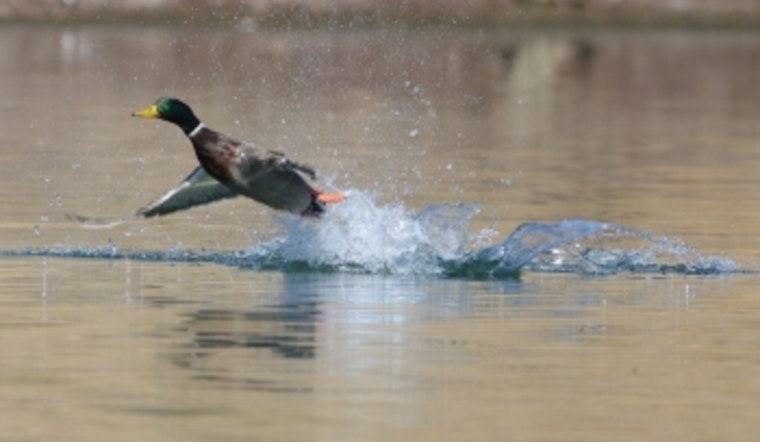Tennessee Wildlife Resources Agency Announces Opening of Application Period for 2024 Mid-Season Waterfowl Quota Hunt