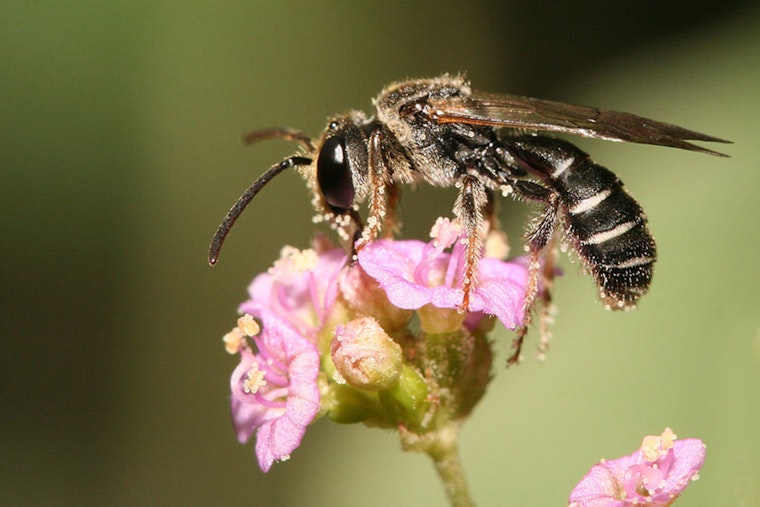 Texans Unite for Conservation During Texas Pollinator BioBlitz Event