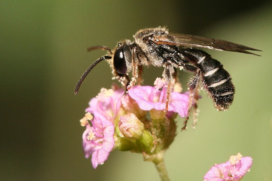 Texans Unite for Conservation During Texas Pollinator BioBlitz Event
