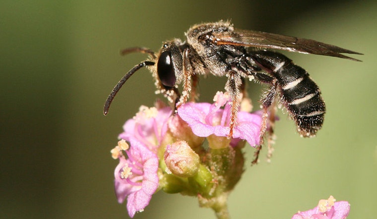 Texans Unite for Conservation During Texas Pollinator BioBlitz Event