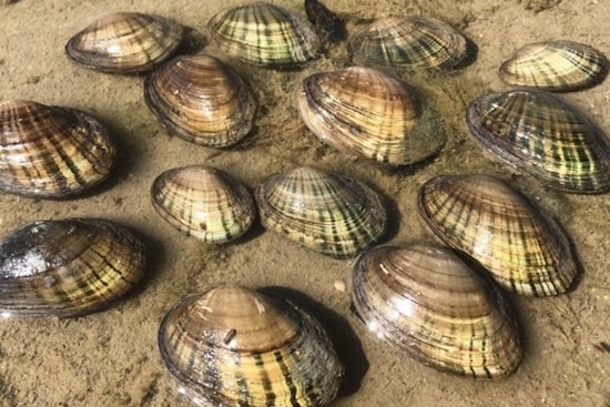 Texas Attorney General Ken Paxton Sues Biden Administration Over Endangered Mussel Protections