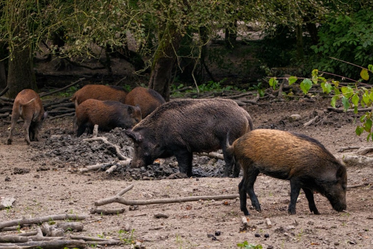 Texas' Battle Against Feral Hog Invasion Intensifies with Controversial Use of Kaput Poison