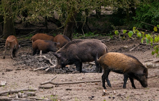 Texas' Battle Against Feral Hog Invasion Intensifies with Controversial Use of Kaput Poison