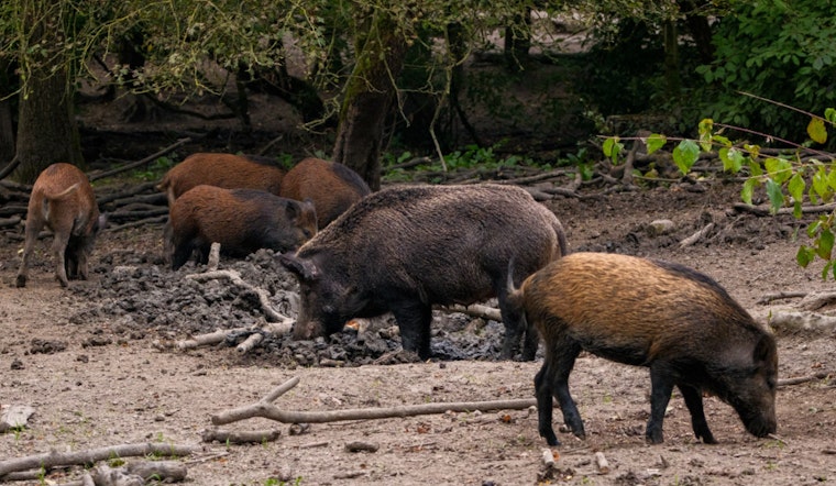 Texas' Battle Against Feral Hog Invasion Intensifies with Controversial Use of Kaput Poison