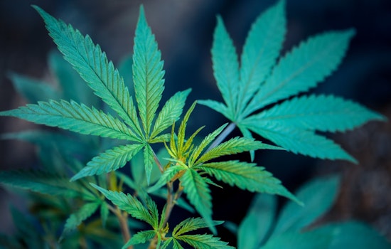 Texas Department of Public Safety Releases Medical Cannabis Program Report Ahead of Legislative Session