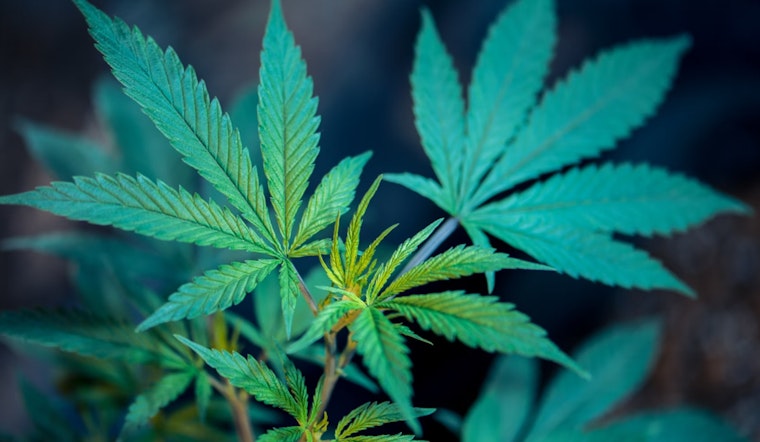 Texas Department of Public Safety Releases Medical Cannabis Program Report Ahead of Legislative Session