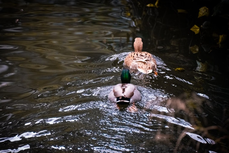 Texas Gears Up for Waterfowl Hunting Season with Improved Duck Populations and Safety Measures