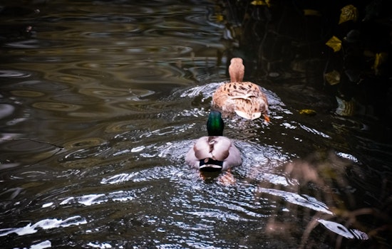 Texas Gears Up for Waterfowl Hunting Season with Improved Duck Populations and Safety Measures