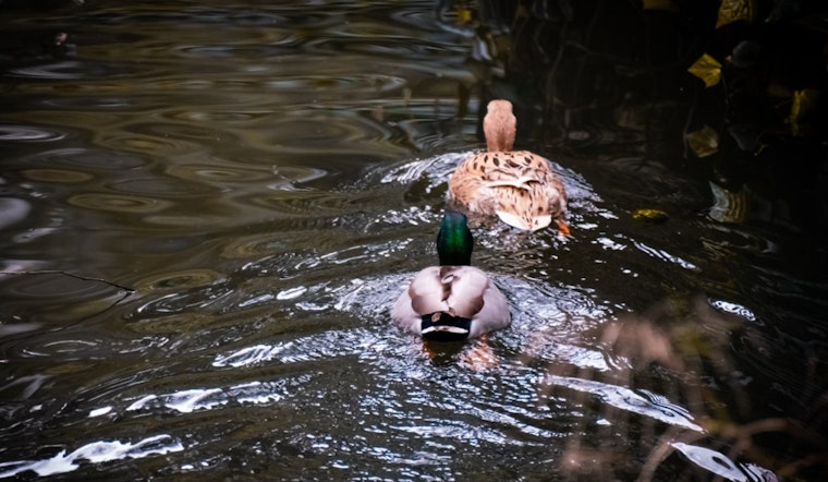 Texas Gears Up for Waterfowl Hunting Season with Improved Duck Populations and Safety Measures