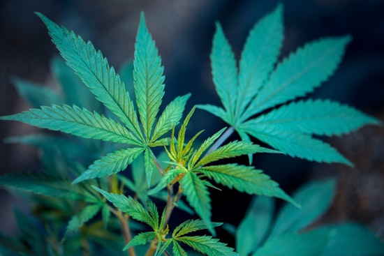Texas Hemp Industry Under Scrutiny as Houston and Austin Businesses Navigate Legal Challenges