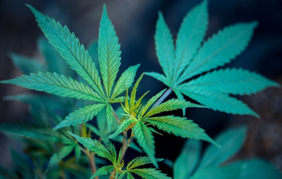 Texas Hemp Industry Under Scrutiny as Houston and Austin Businesses Navigate Legal Challenges
