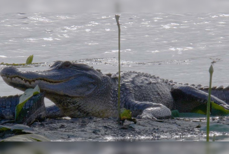 Texas Parks and Wildlife TV Series Marks 40 Seasons of Celebrating Natural Wonders