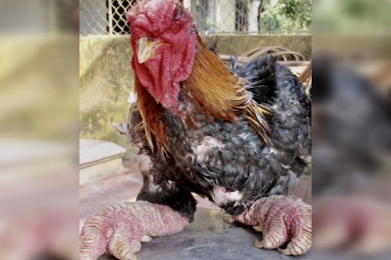 Texas Woman Pleads Guilty to Smuggling Rare Dragon Chickens into the U.S.