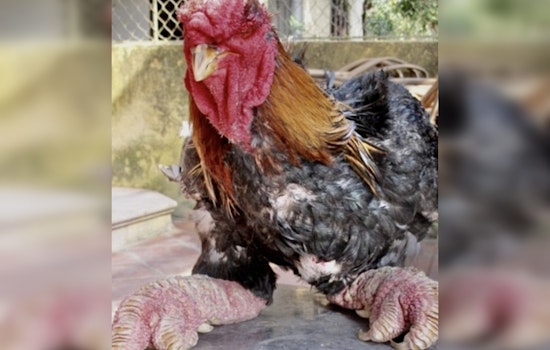 Texas Woman Pleads Guilty to Smuggling Rare Dragon Chickens into the U.S.
