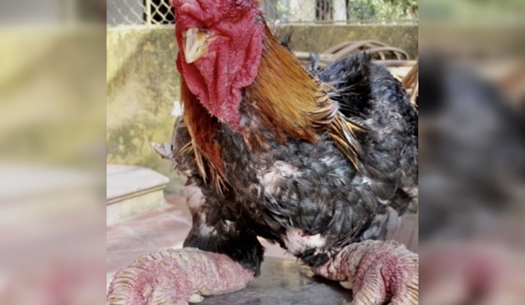 Texas Woman Pleads Guilty to Smuggling Rare Dragon Chickens into the U.S.