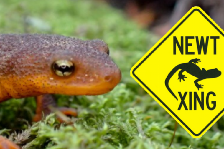 Tilden Regional Park Gives Way to New Migration: South Park Drive Closure Announced for Amphibian Safety