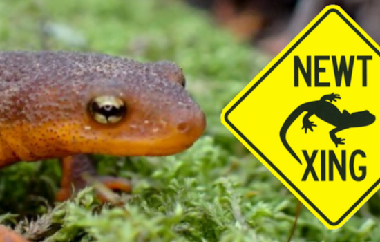 Tilden Regional Park Gives Way to New Migration: South Park Drive Closure Announced for Amphibian Safety