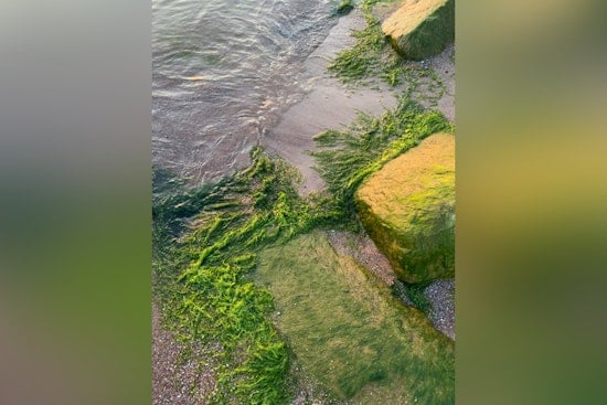 Toxic Algae Warning, Lake Mead and Lake Mohave Visitors Advised to Avoid Harmful Blooms
