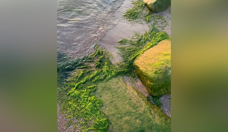 Toxic Algae Warning, Lake Mead and Lake Mohave Visitors Advised to Avoid Harmful Blooms