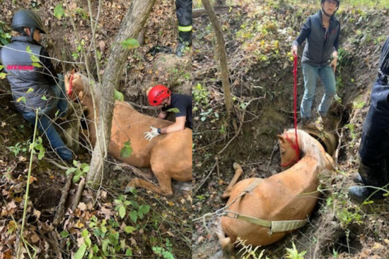 Unified Rescue Effort Frees Horse from Ditch Near Cleveland Metroparks