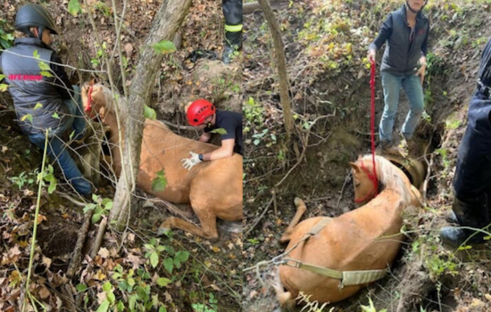 Unified Rescue Effort Frees Horse from Ditch Near Cleveland Metroparks