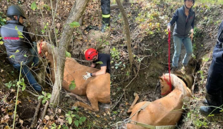 Unified Rescue Effort Frees Horse from Ditch Near Cleveland Metroparks