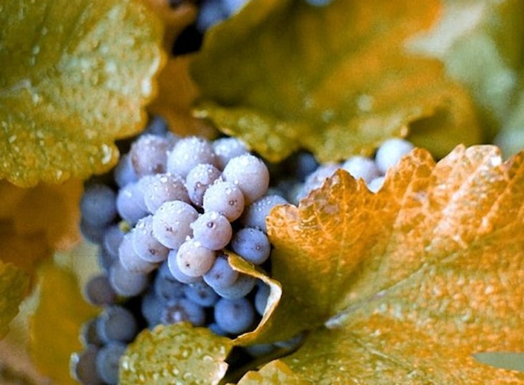 University of Minnesota Expert Sheds Light on State's Emerging Wine Industry and Viticulture Advances