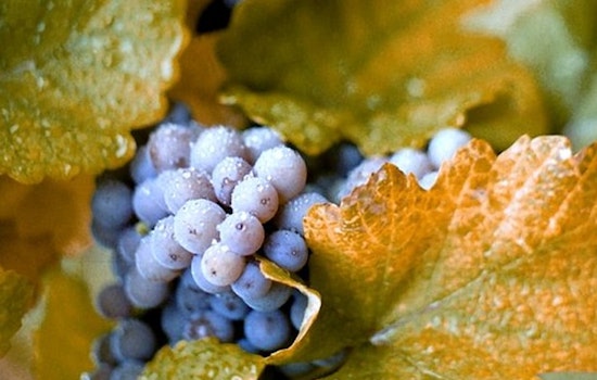 University of Minnesota Expert Sheds Light on State's Emerging Wine Industry and Viticulture Advances