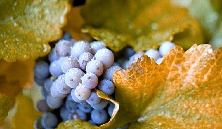 University of Minnesota Expert Sheds Light on State's Emerging Wine Industry and Viticulture Advances