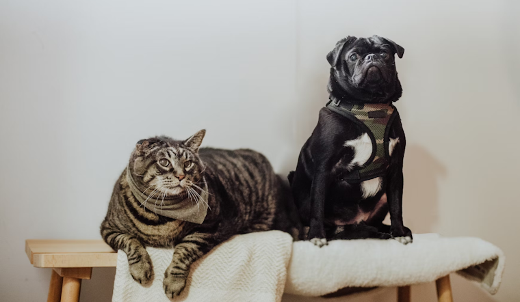 University of Minnesota Experts Highlight Senior Pet Care Nutrition and Health Practices