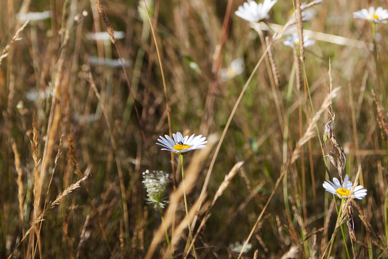 University of Minnesota Study Reveals Threat to Grassland Biodiversity from CO2 and Nitrogen Pollution