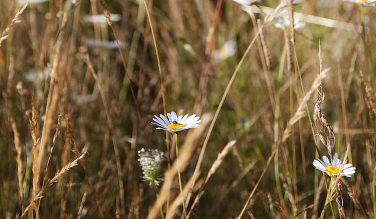 University of Minnesota Study Reveals Threat to Grassland Biodiversity from CO2 and Nitrogen Pollution