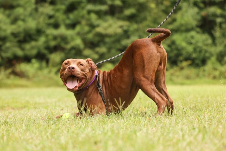 Wake County Animal Center Waives Adoption Fees for Pit Bulls in October to Promote Shelter Dog Adoption in Raleigh