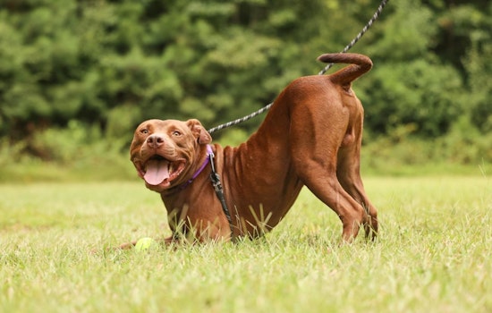 Wake County Animal Center Waives Adoption Fees for Pit Bulls in October to Promote Shelter Dog Adoption in Raleigh
