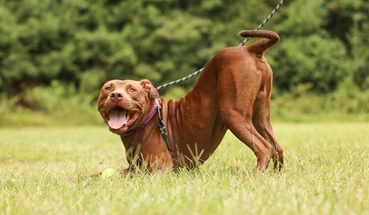 Wake County Animal Center Waives Adoption Fees for Pit Bulls in October to Promote Shelter Dog Adoption in Raleigh
