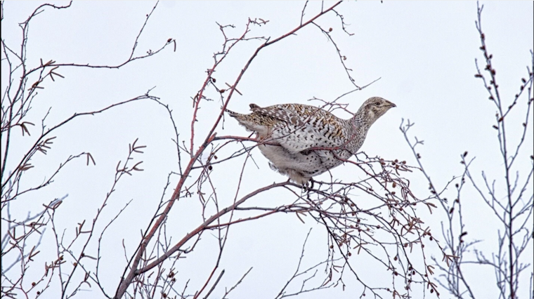 Washington Calls for Public Input on Endangered Columbian Sharp-Tailed Grouse Review