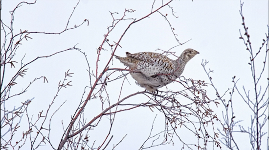 Washington Calls for Public Input on Endangered Columbian Sharp-Tailed Grouse Review