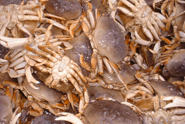 Washington Calls for Public Input on Updated Coastal Dungeness Crab Policy to Balance Conservation and Industry