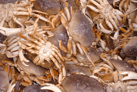 Washington Calls for Public Input on Updated Coastal Dungeness Crab Policy to Balance Conservation and Industry