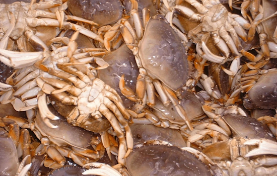 Washington Calls for Public Input on Updated Coastal Dungeness Crab Policy to Balance Conservation and Industry