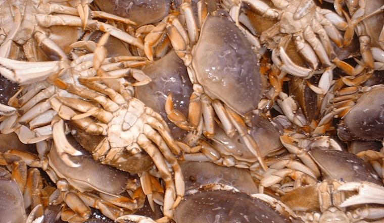Washington Calls for Public Input on Updated Coastal Dungeness Crab Policy to Balance Conservation and Industry